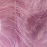 Plumes roses Enkels